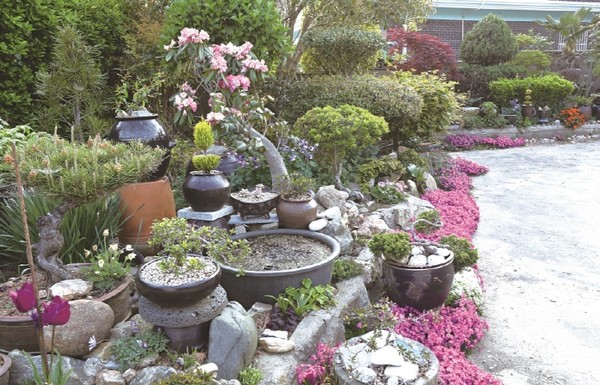 화산면 대지마을 송난영씨가 가꾼 정원은 지나는 이의 발길을 붙잡을 정도로 아름답다. 가을에는 은은한 금목서 향기가 주민들에게 행복을 선사한다. 