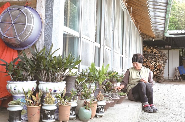 나무와 꽃을 좋아하는 옥천면 대산리 장미옥씨 집에는 옹기종기 화분과 장독대가 어우러져 볼거리가 많다.