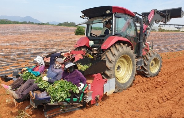 쪼그리고 앉아서 심던 고구마순, 이젠 편안히 기계 위에서 심는 고구마승용이식기가 선을 보였다. 