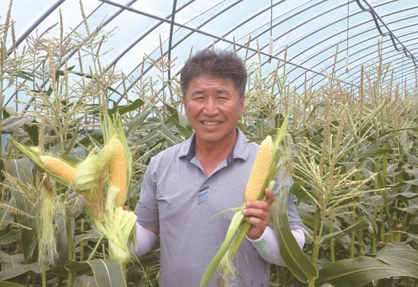 산이면 박병주 씨가 도시 젊은이들에게 선풍적 인기를 끌고 있는 초당옥수수 수확을 시작했다.  