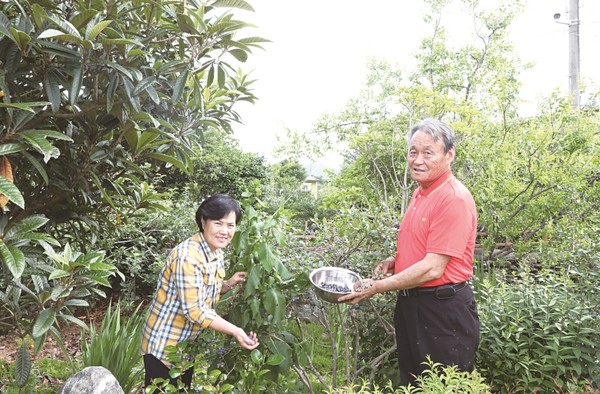 삼산면 항리 김진환·민공임 부부의 정원은 집건물 앞은 철쭉이, 앞마당과 뒷마당은 온갖가지 과실수 정원이다. 