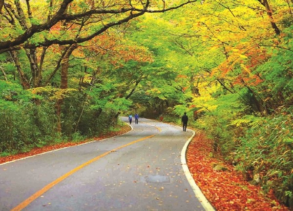 두륜산권역 길 정원 조성 사업이 최종용역보고회를 마친 가운데 본격적인 사업이 추진된다.  