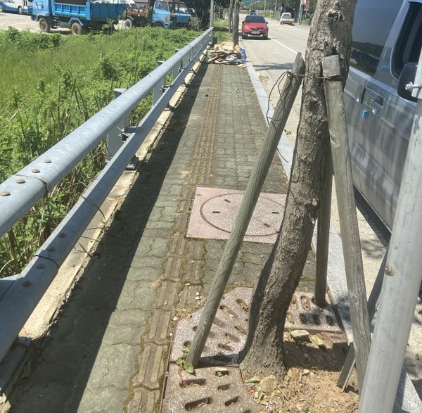 해남읍 이팝나무 가로수가 인도 중앙을 차지하고 있는 가운데 사람이 아닌 가로수를 위한 길일까라는 의문이 든다.