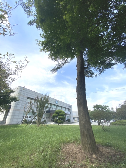 마산면사무소로 옮긴 비자나무.