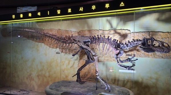해남공룡박물관에는 전국 유일하게 알로사우루스 진품화석이 전시돼 있다. 이 화석 덕분에 우리나라 공룡박물관 중 가장 위상도 높아졌지만 한때 이 화석 때문에 수난을 당하기도 했다. 