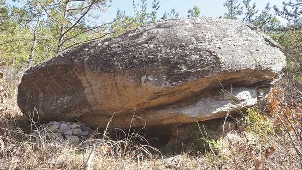 현산면 읍호리 산에서 200여기에 이른 고인돌과 고인돌을 채취한 채석장이 확인됐다.( 고인돌 모습)