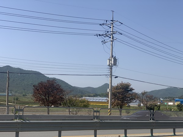 지난겨울 강추위에 후박나무가 냉해를 입어 가로수로 기능을 상실했다는 비판이다.