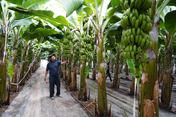 북평면 신용균씨가 수확을 앞둔 바나나를 둘러보고 있다.