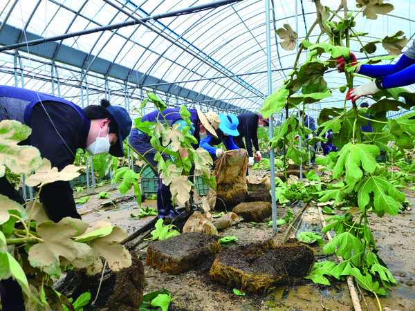 호우피해 복구가 빠르게 진척되고 있는 가운데 피해를 입은 무화과농장에서 복구작업이 한창이다.