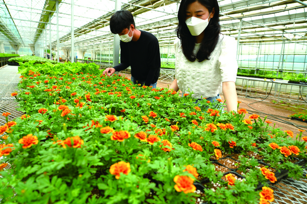 농업기술센터 내 육묘장에서 가을꽃 10만본이 외출을 준비하고 있다. 