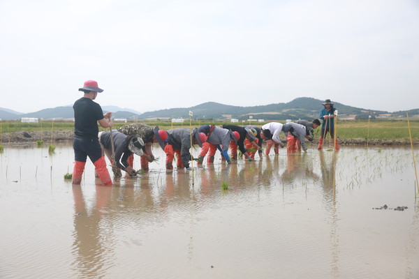 땅끝황토친환경영농조합법인이 해남 기후에 맞고 시장성이 높은 쌀 품종개발을 위한 모내기에 들어갔다.