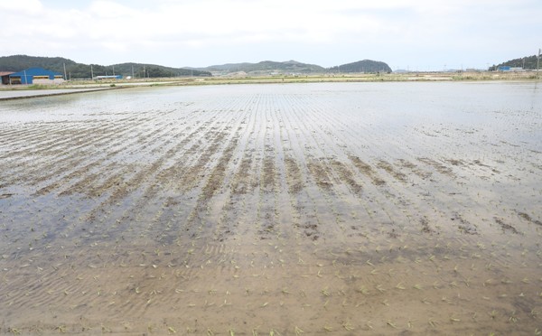 관리 소홀로 인해 관동 국가관리방조제에 바닷물이 유입돼 74ha의 농경지가 침수되고 많은 민물고기가 폐사했다.