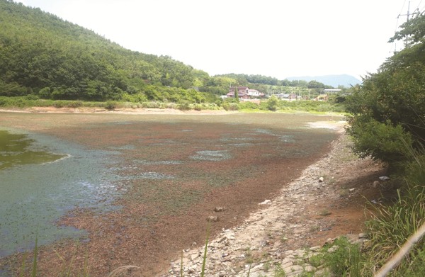 기나긴 가뭄으로 저수지들도 바닥을 드러내고 있다.(삼산 신흥저수지)