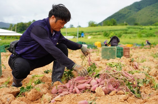 해남 밤고구마가 수확을 시작했다.(삼산면 강성우 농가)