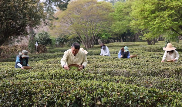봄을 알리는 첫 햇차 수확이 지난 7일 북일면 삼성리 설아다원에서 체험객들과 함께 하는 자리로 열렸다. 