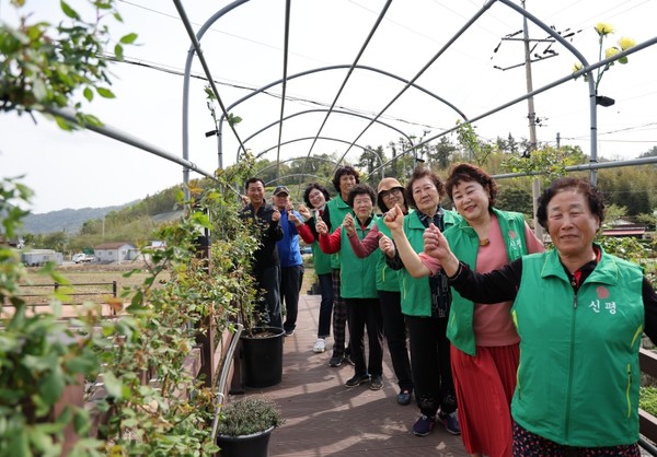화원면 신평마을 주민들은 5월 빨간 장미 물결을 기대하며, 마을 장미축제를 준비하고 있다. 