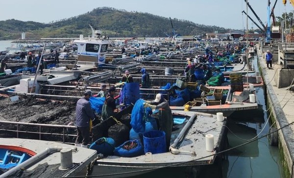 2022~2023년산 물김 위판이 종료된 가운데 지난해 보다 증가한 722억원의 위판액을 기록했다.(송지 어란 위판장) 