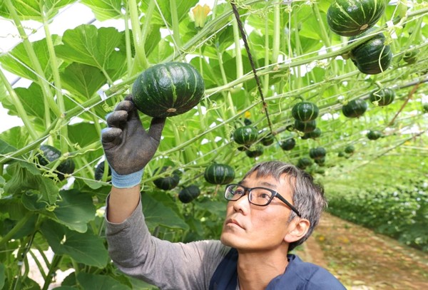 한손에 쏙 들어오는 해남 미니 밤호박 수확이 시작됐다.