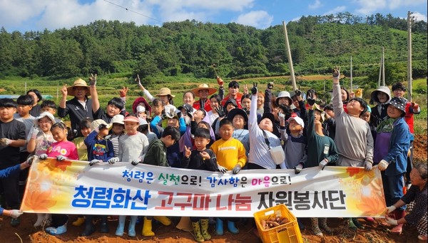 화산면 고·구·마 자원봉사단이 유휴 토지에서 이웃과 나눌 고구마를 수확했다.