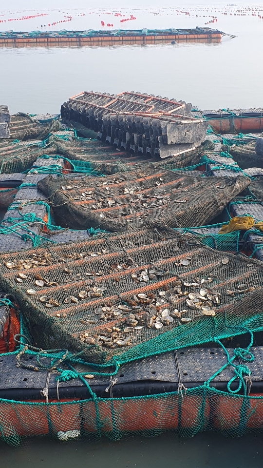 뜨거운 기운이 해남바다를 덮치면서 전례 없는 전복 폐사가 이어지고 있다.(송지면 송호리 앞바다 전복양식장)