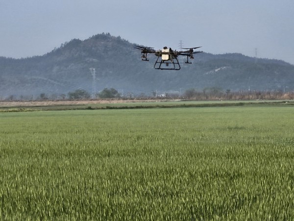 해남군이 이상기온으로 맥류 붉은곰팡이병 사전 대응에 나섰다.