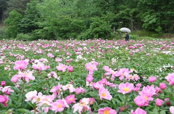 옥천 죽촌마을 양동욱 이장이 일부러 가야만이 만나는 작약축제장을 둘러보고 있다.