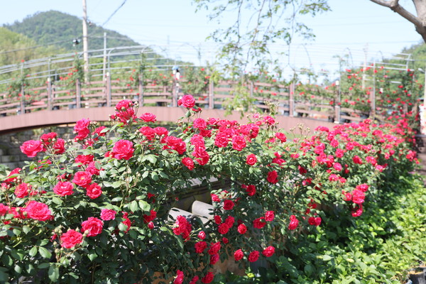 화원 신평마을 신천교 다리는 만개한 장미꽃이 가득하다.
