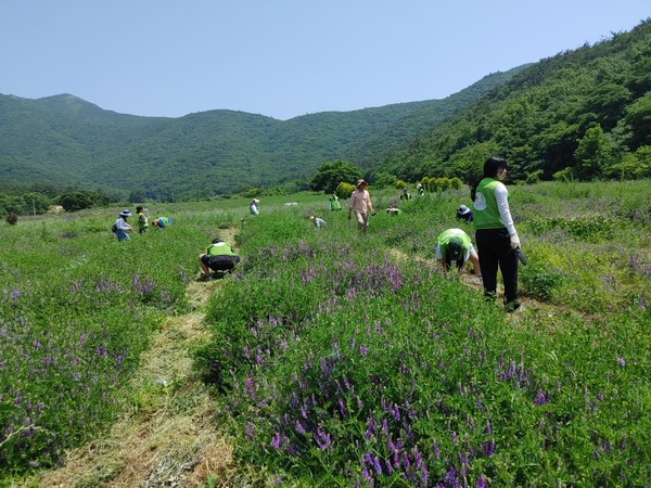목포대학교 학생들이 현산면에서 친환경농법으로 모종 심기 봉사활동을 실시했다.