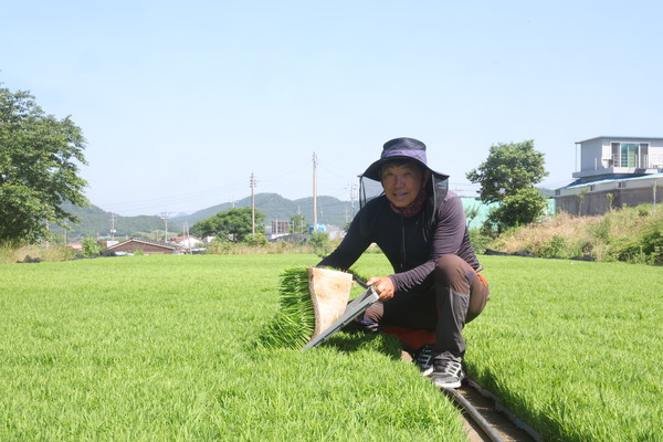 현산면 향교 김정주씨가 예비모를 기증, 직접 관리하며 지역 농가에 큰 도움이 되고 있다. 