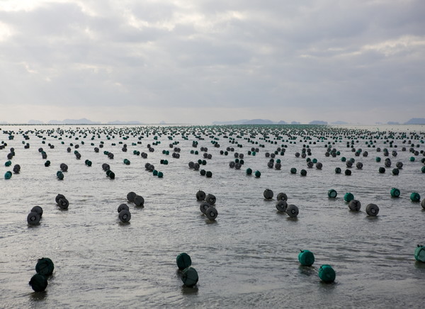 기후위기와 김수출 호황으로 바다에서 양식하던 김이 육상에서 양식되는 시대를 맞을 전망이다. 