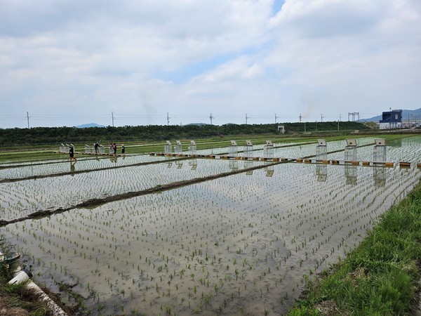 계곡면 방춘마을 벼 농지에는 메탄가스 포집기구인 챔버가 길게 늘어서 있다.