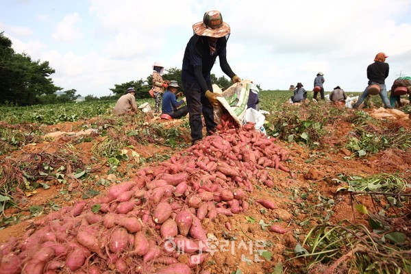 해남대표 농산물인 웰빙고구마산업특구 지정기간이 2026년까지 3년 연장된다.