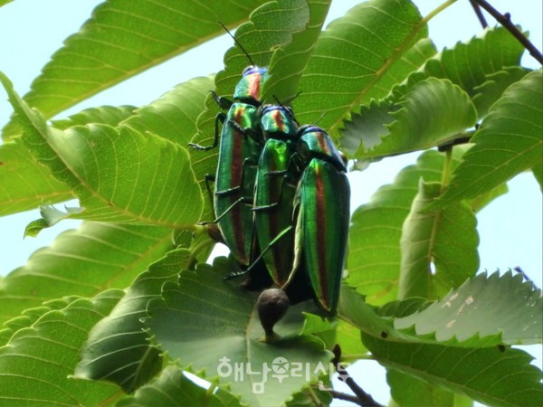 사진·내용 제공 해남탐조모임 새봄 이지영 대표