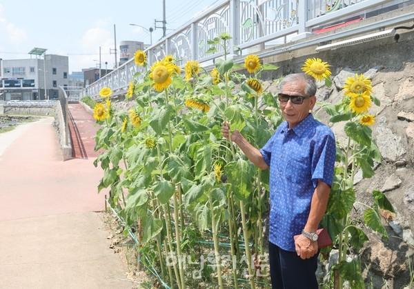 해남읍 천변길을 따라 읍 남외리 김황석 주민이 심은 해바라기가 주민들의 마음을 훔친다.