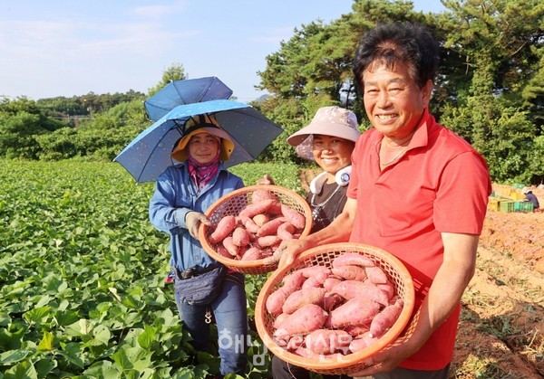 여름철 대표 먹거리인 해남황토고구마가 수확되고 있다.