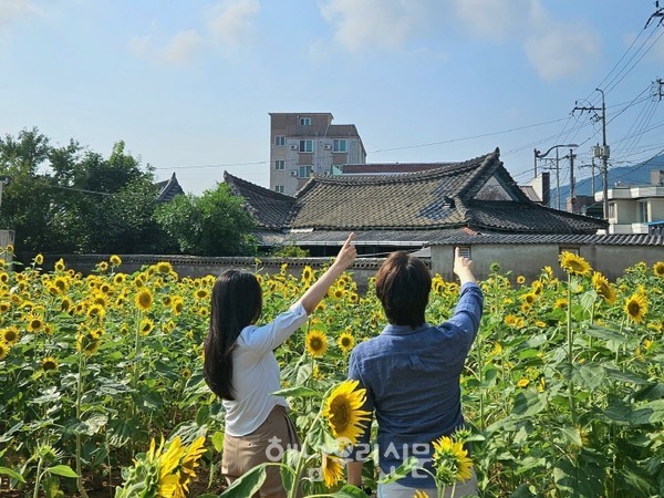 해남읍사무소가 읍내 유휴지 3개소에 해바라기 꽃단지를 조성했다.