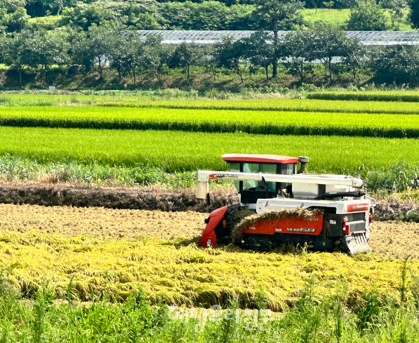 북일면 만수마을 박정하 농가에서 올해 첫 북일면 벼 수확이 진행됐다.