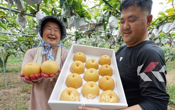 풍부한 일조량과 일교차가 키운 북일면 갈두농원의 배 수확이 시작됐다.