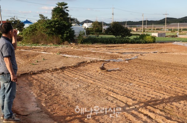지난 9월21일 내린 폭우로 문내면 신흥리 배추밭의 흙과 배추가 휩쓸려 농가에 막대한 재산피해를 안겼다.
