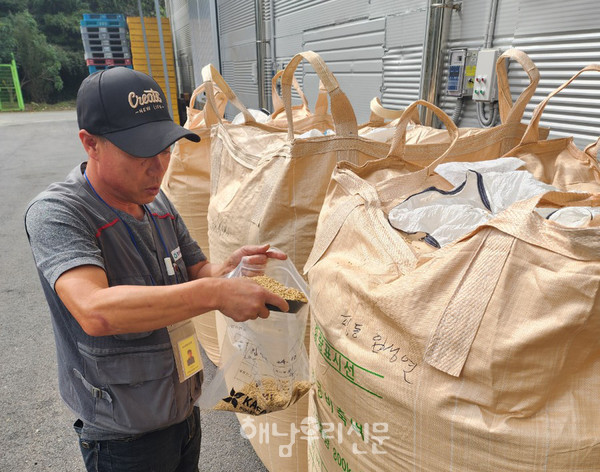 해남지역 공공비축미 수매가 시작된 10월15일 인수영농조합에서 직원들이 벼 건조 상태를 측정하고 있다