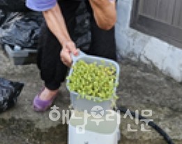해남종합사회복지관이 어르신 1,300여 명을 대상으로 콩나물 키우기 프로그램을 운영하고 있다.