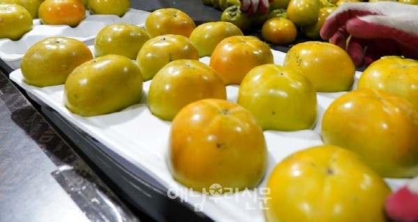 계곡면 법곡리 황영감농원에서 단감 수확이 한창이다.