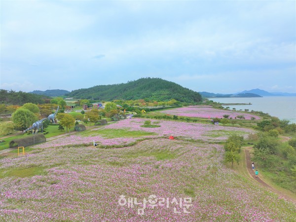 가을의 대명사 ‘코스모스’가 해남을 물들이고 있는 가운데 해남공룡박물관의 코스모스 단지가 장관을 이루고 있다.