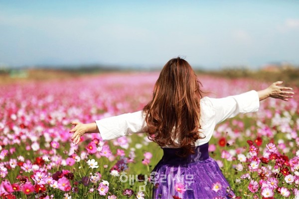 산이면 부동지구 코스모스 꽃밭