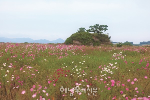 황산면 연기도 코스모스 단지