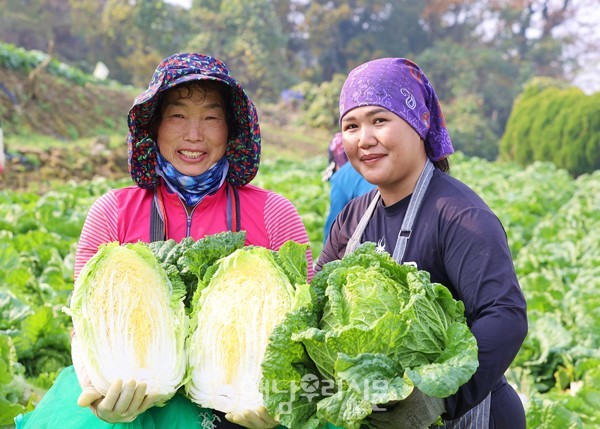 해남군은 부산 해운대구 김치의 날 행사에서 해남배추 홍보에 나선다.
