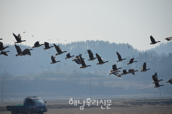 철새와 공존하는 생태계서비스지불제계약이 도입, 생태계 보존정책이 더 확대된다.