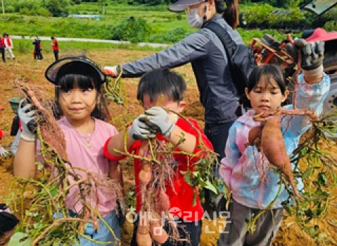 화산면 고·구·마 자원봉사단이 고구마를 수확, 이웃들에게 전달했다.