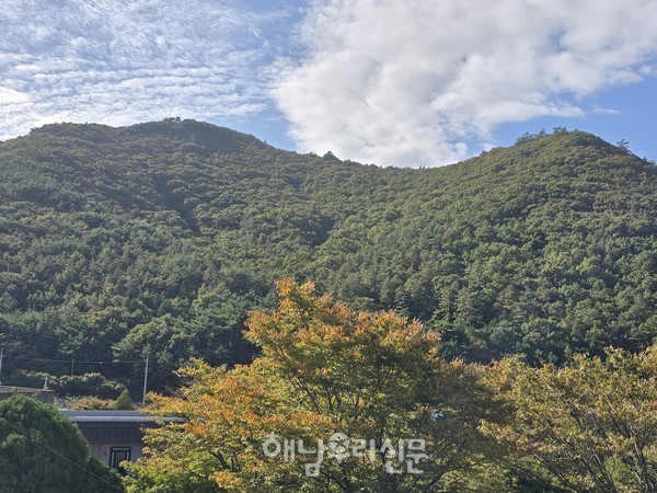 단풍 시기가 전체적으로 늦어진 가운데 두륜산 나무들은 시절도 잊은체 여전히 푸르다.
