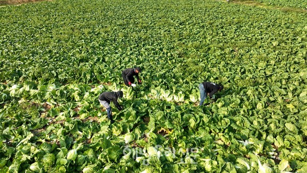 전국 최대 배추 생산지인 해남의 김장 배추 수확이 시작됐다.